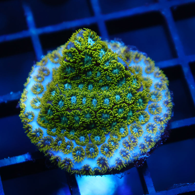 WWC Kermit the Frog Leptastrea