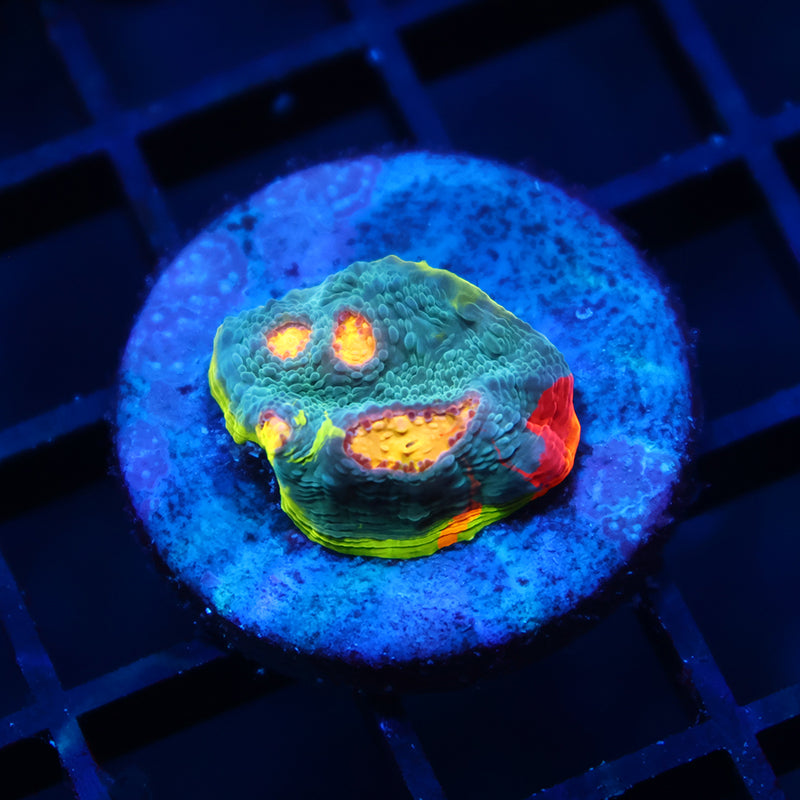 TCK Rainbow Collider