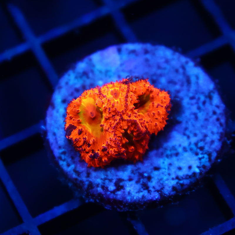 Crazy WWC Rainbow Blasto with Purple Spots