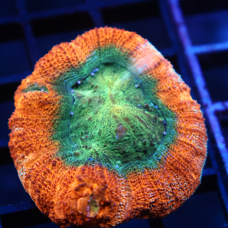 Huge Polyp TCK Orange Creamsicle Bowerbanki