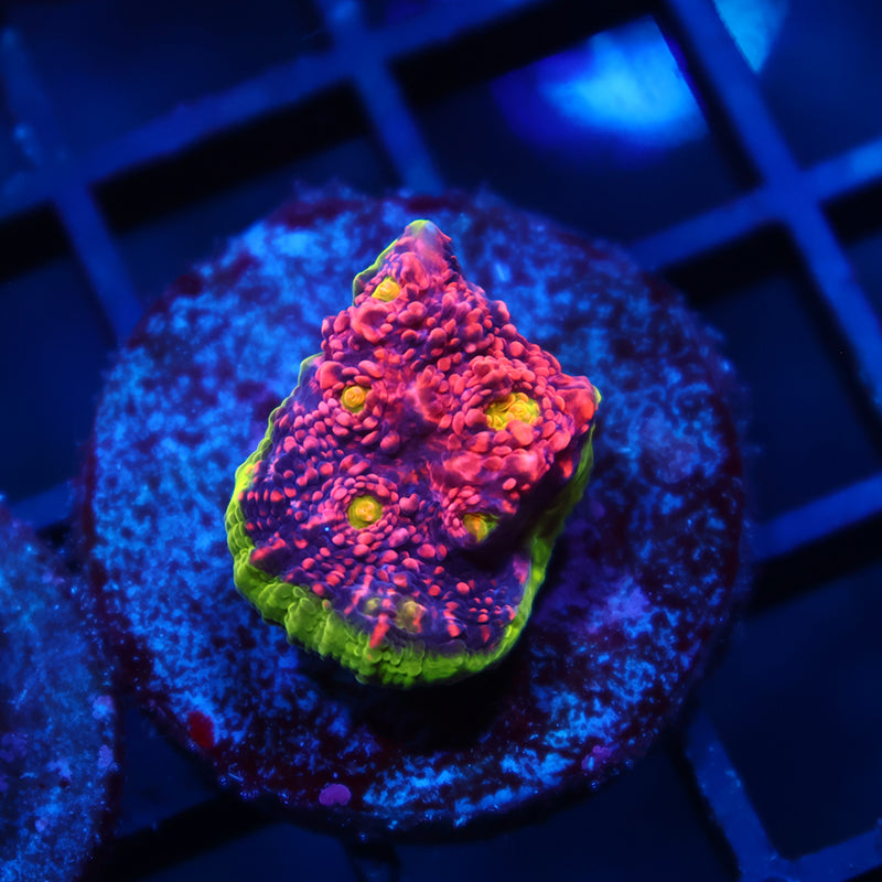 OG Tyree Pink Watermelon Chalice