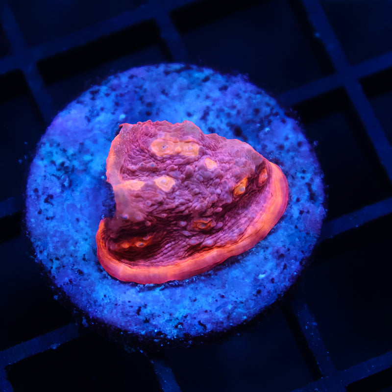 TCK Sunrise Rim Chalice