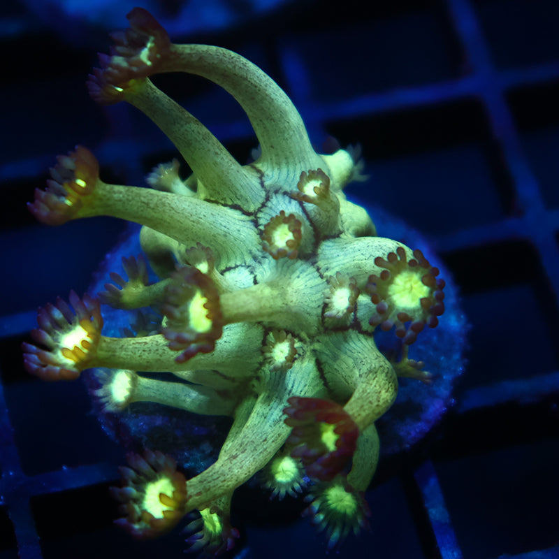 UC Space Glitter Goni