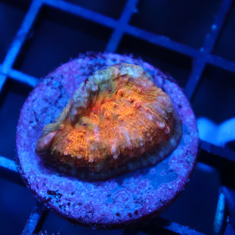 TCK Molten Magma Chalice