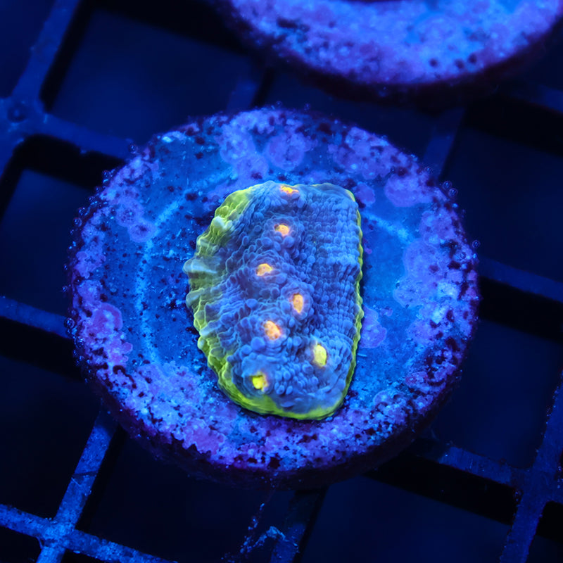 TCK Blue Crush Chalice