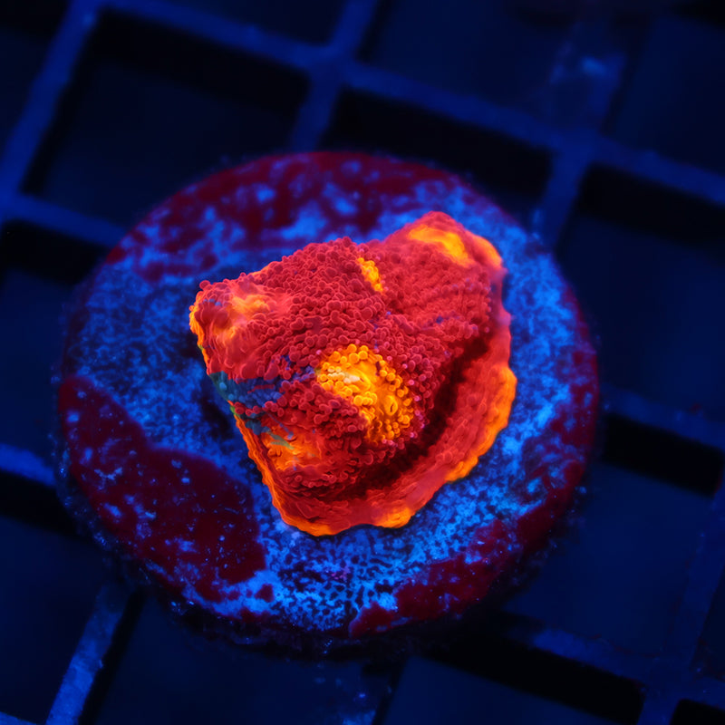 TCK Ultimate Rainbow Chalice