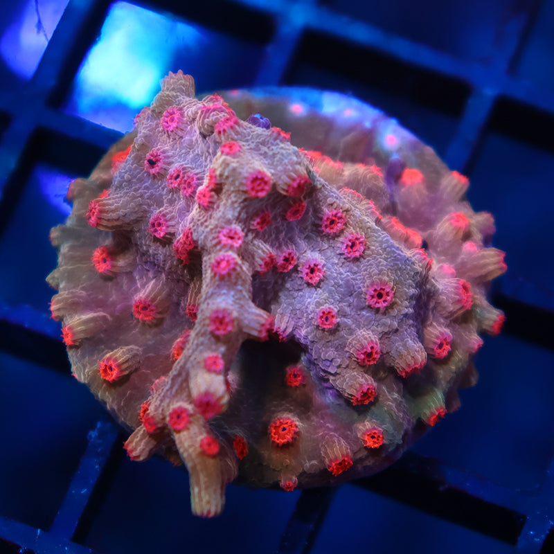 TCK Branching Cyphastrea