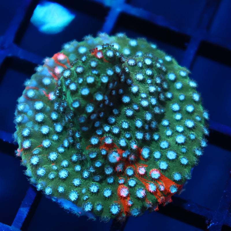 JF Fender Bender Cyphastrea