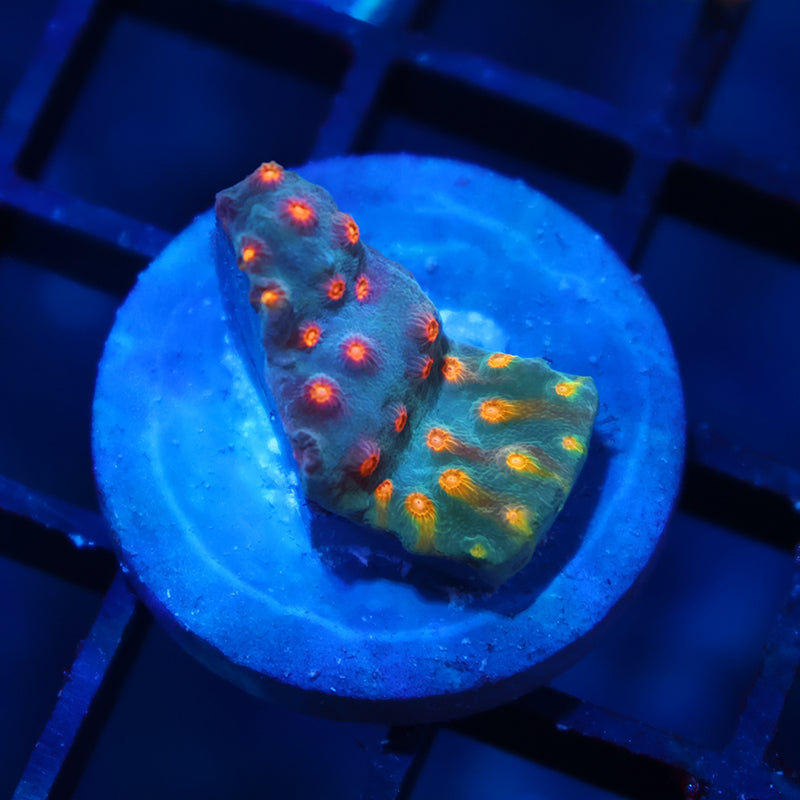 TCK Rainbow Comet Cyphastrea