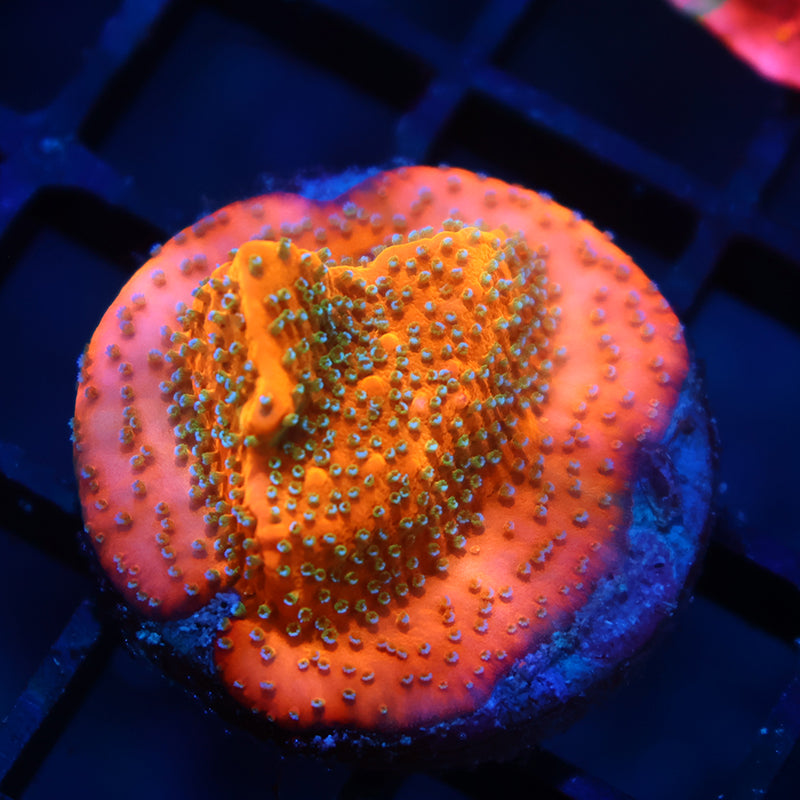 JF Frankenberry Monti