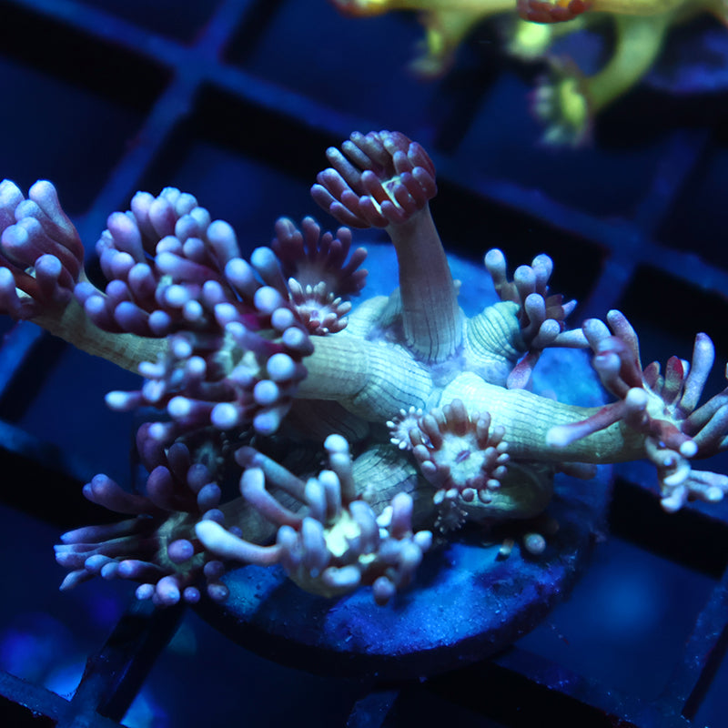 TCK Teal Gumballs Goni