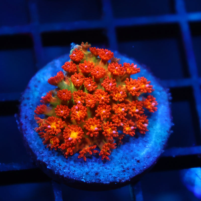 TCK Oddball Bernardpora Goni