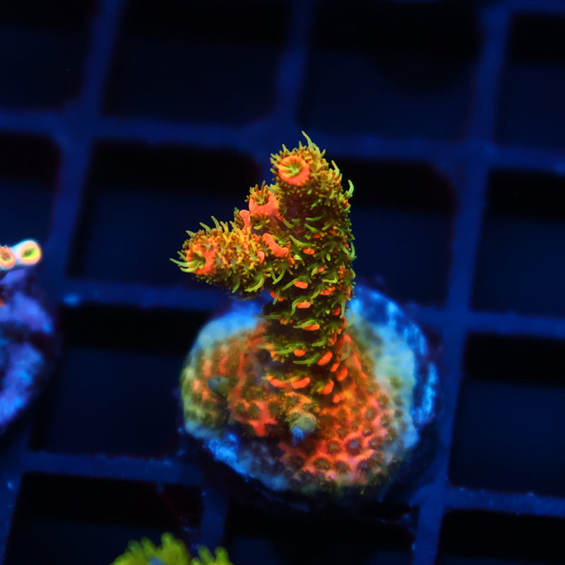 JF Solar Flare Milli