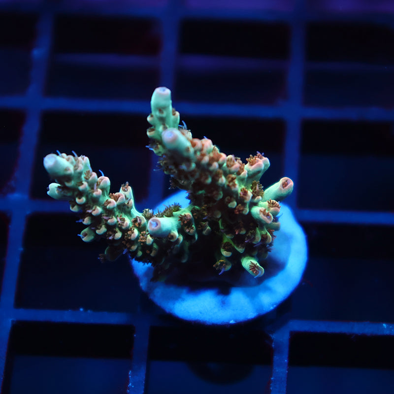 TCK Pink Polyp Shortcake