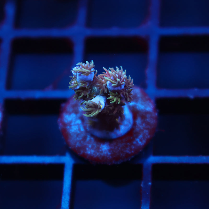 TCK Devestator Malaysia Tenuis