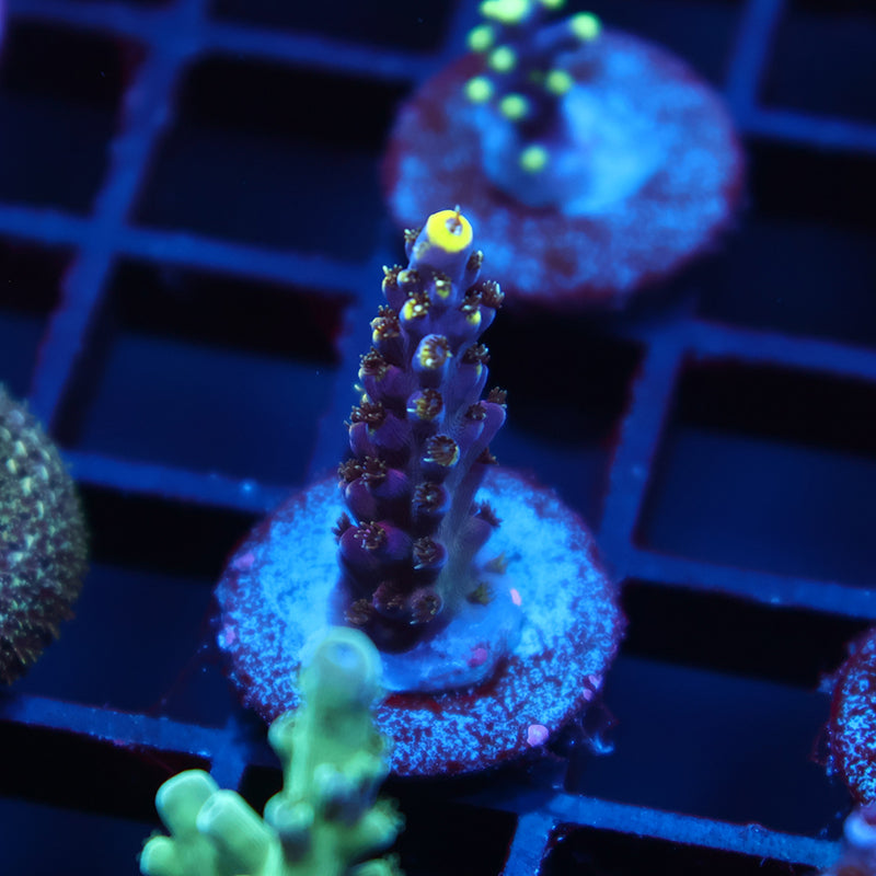 TCK Birthday Cake Acro