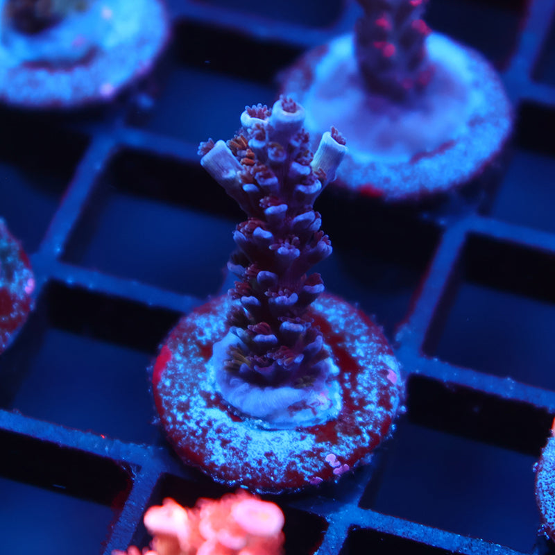 TCK Utter Fury Tenuis