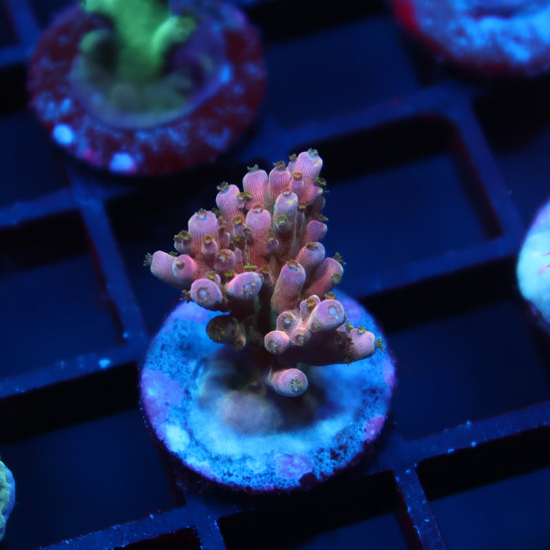 TCK Bali Shortcake Type