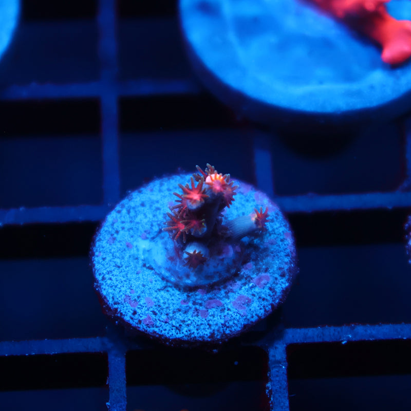 TCK Hot Tamale Tiny Speciosa