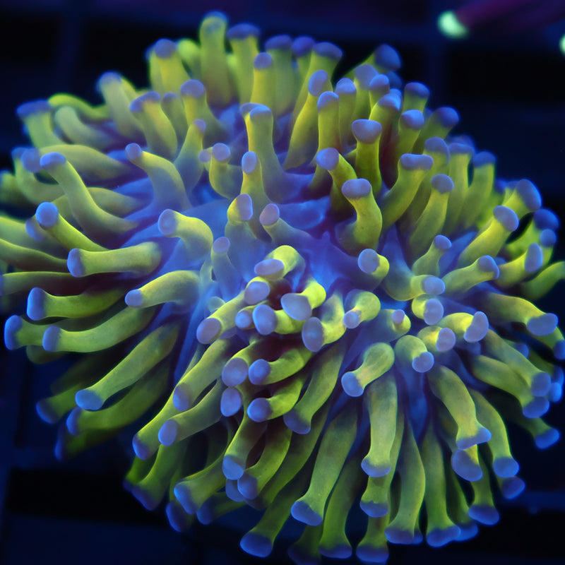 TCK Branching Green And Purple Hammer