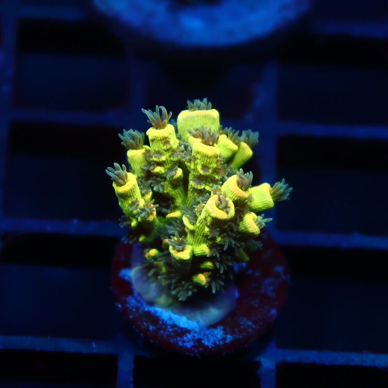 TCK Solar Beam Malaysia Tenuis