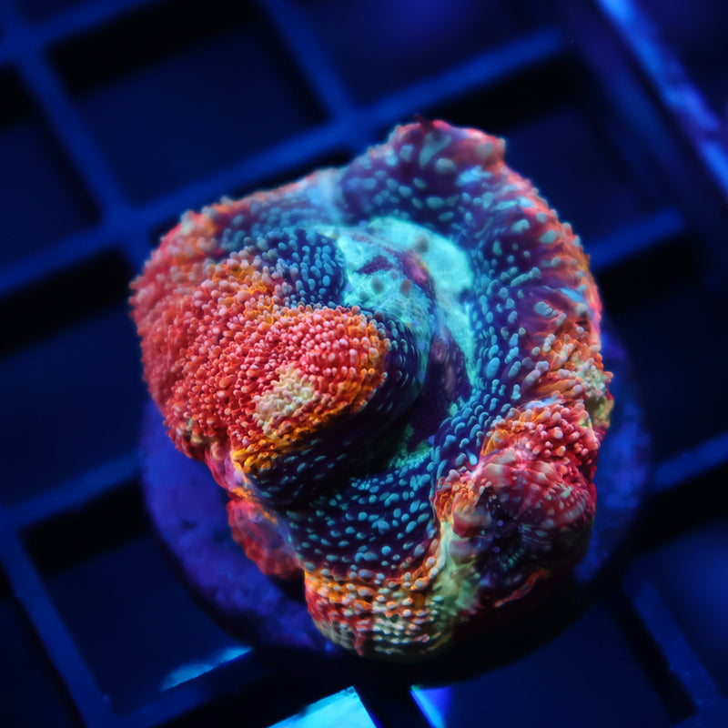 TCK Rainbow Bowerbanki