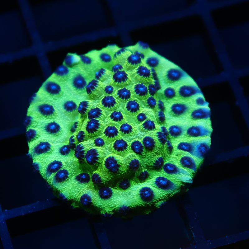 JF Purple People Eater Cyphastrea