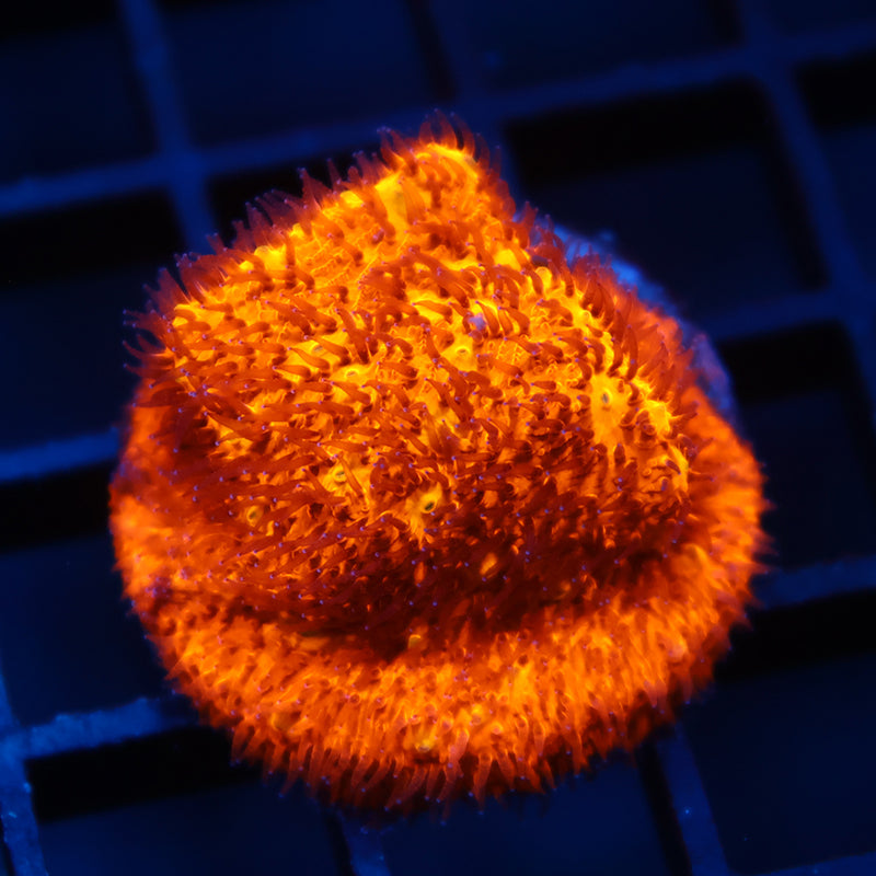 TCK Bright Orange Litho