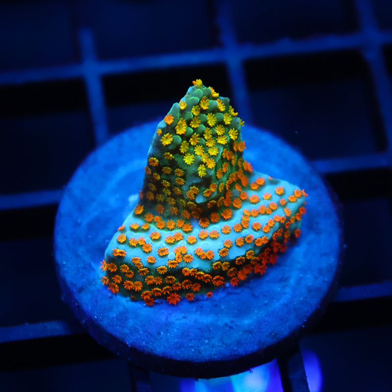 TCK Rainbow Roads Monti