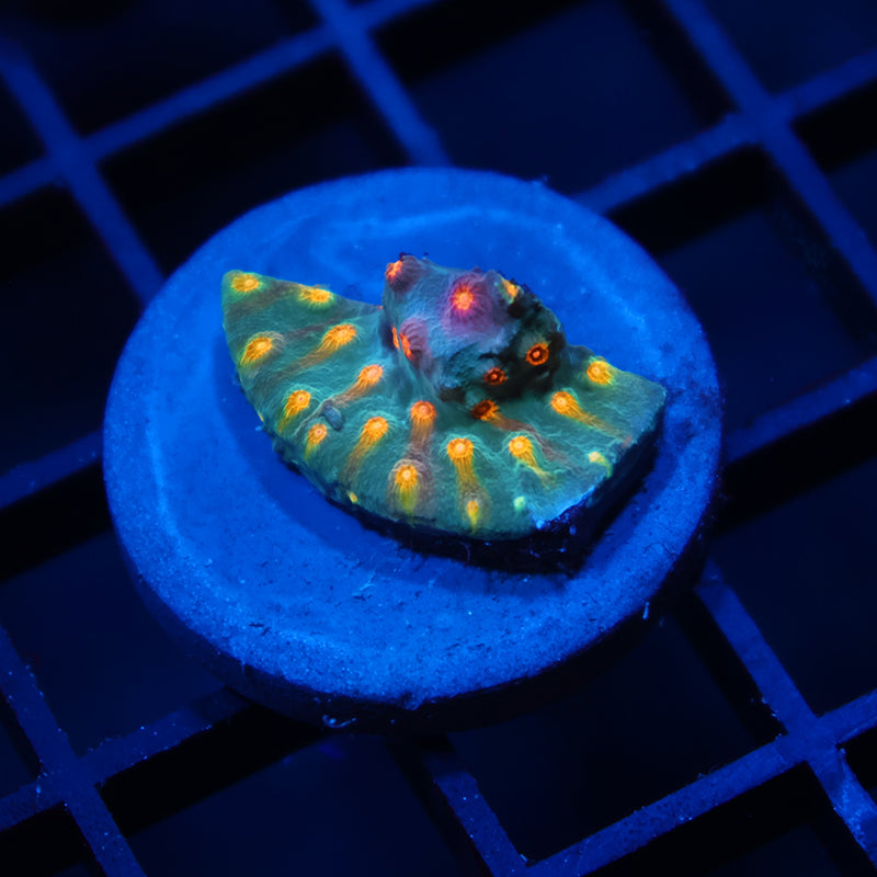 TCK Rainbow Comet Cyphastrea