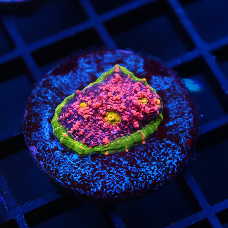 OG Tyree Pink Watermelon Chalice