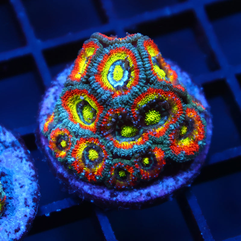 Lg TCK HG Micromussa