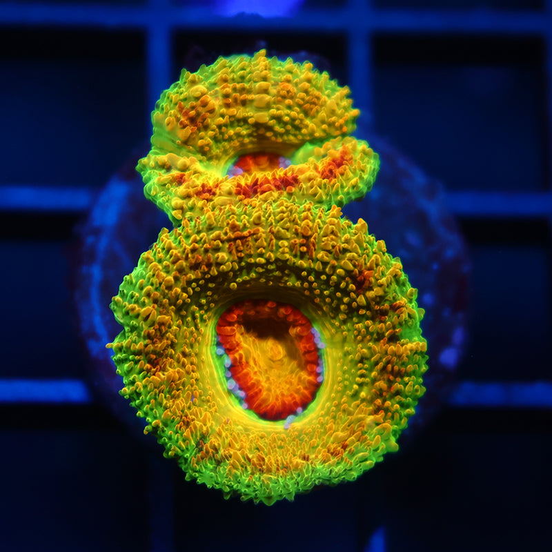 Large Polyp BSA Killshot Acan