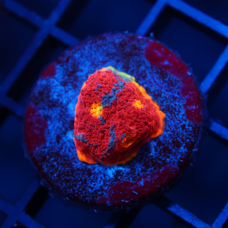 TCK Ultimate Rainbow Chalice