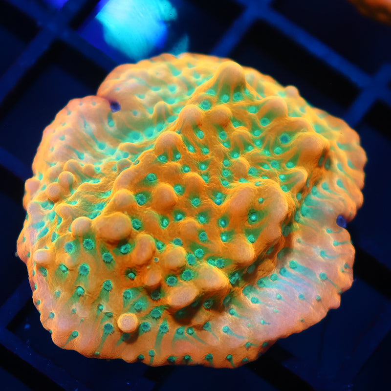 Lg JF Beach Bum Monti