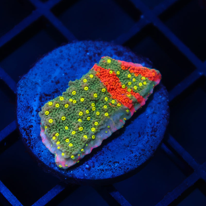 WWC Grafted Sunfire Cap