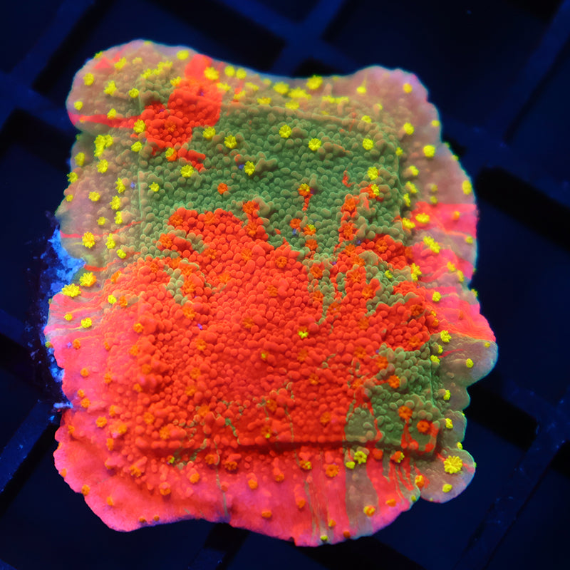 WWC Grafted Sunfire Cap