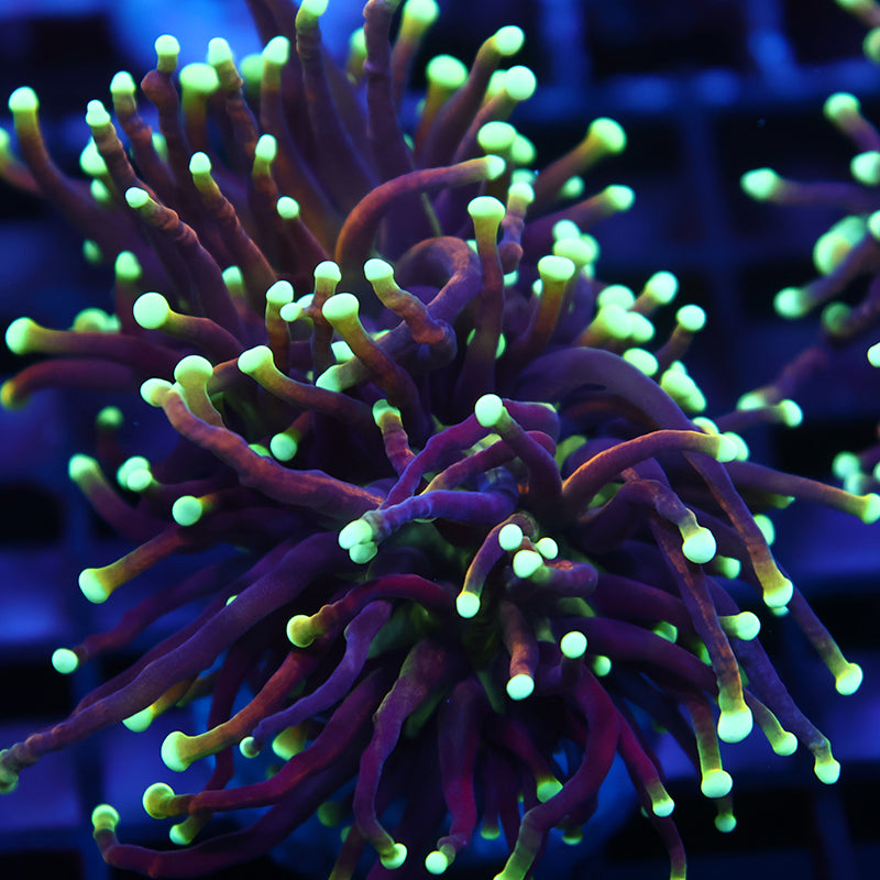 TCK Yellow Tips Indo Gold Torch