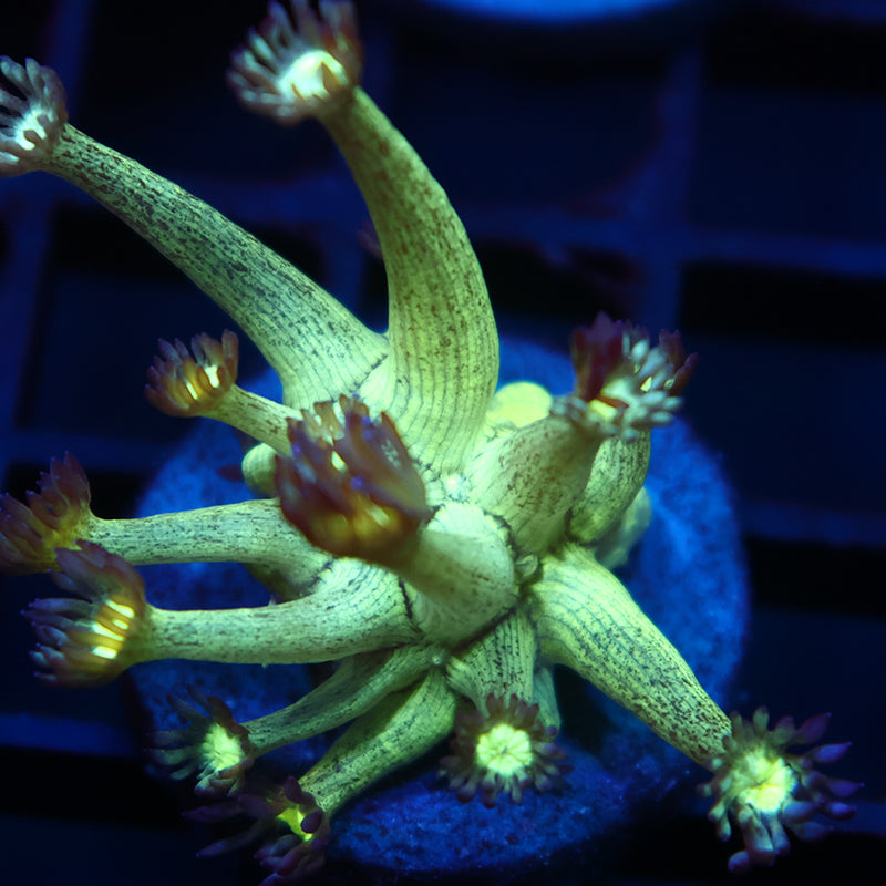 UC Space Glitter Goni