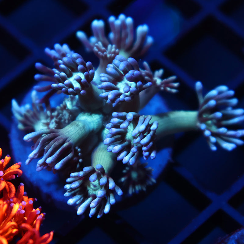 TCK Teal Gumballs Goni