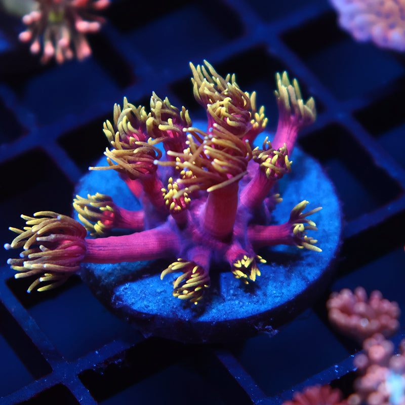 TCK Laffy Taffy Goni