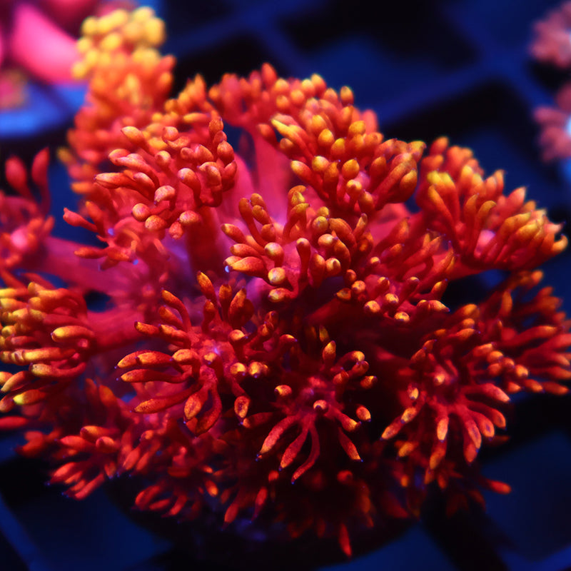 TCK Insane Flame Tips Goni