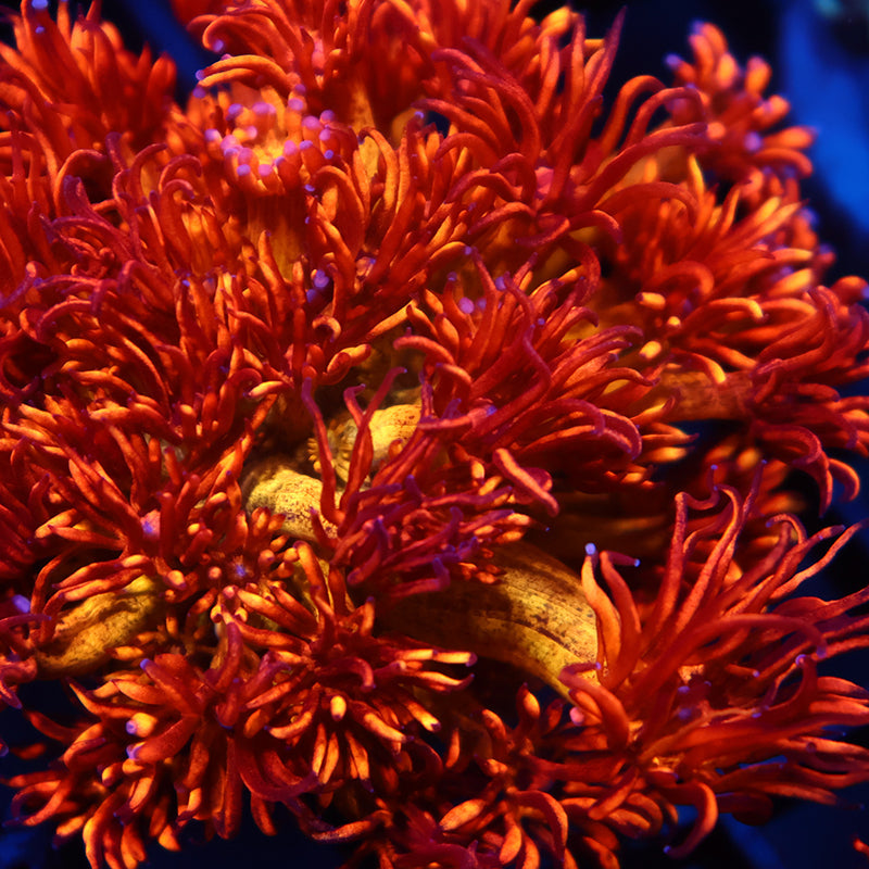 Lg UC Amazeballs Goni