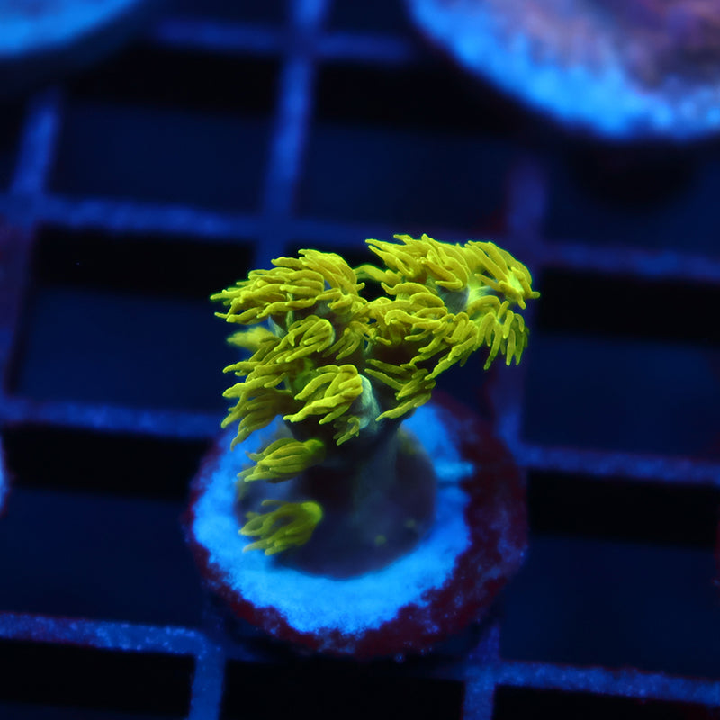 RRC Marvin The Martian