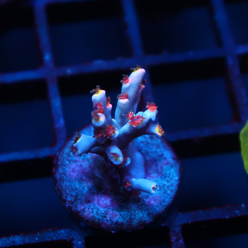 TCK Hyperdrive Speciosa