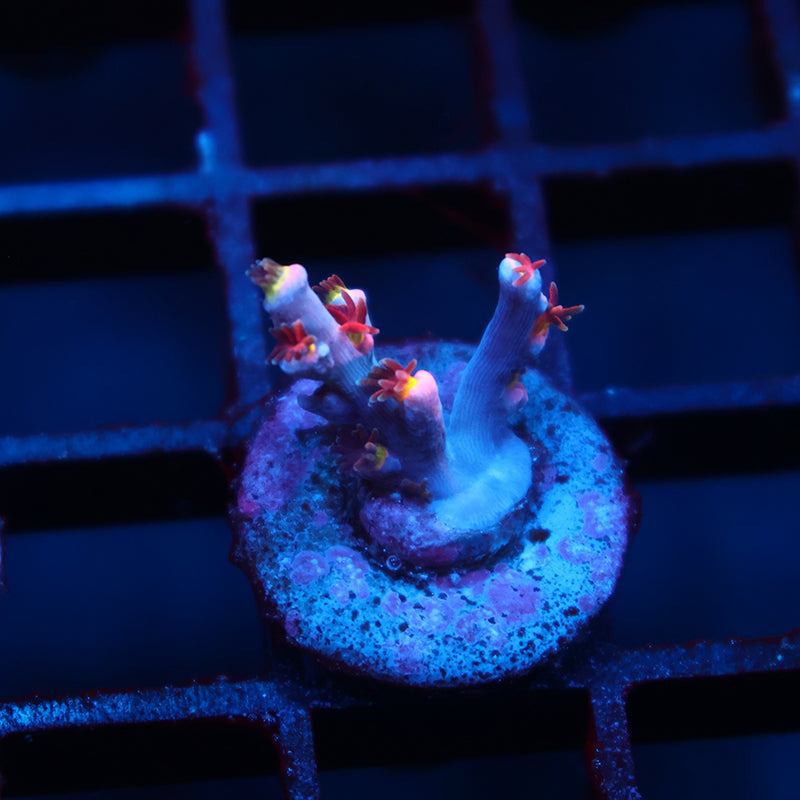 TCK Hyperdrive Speciosa