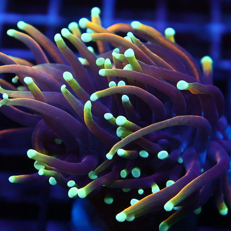 TCK Rainbow Indo Gold Torch