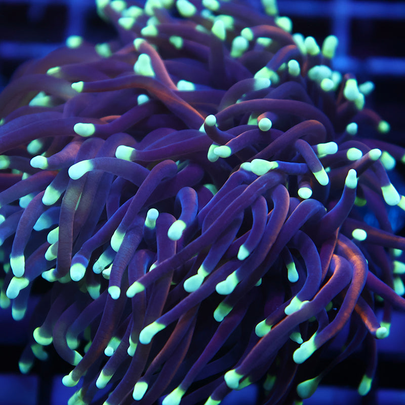 TCK Neon Tips Indo Gold Torch