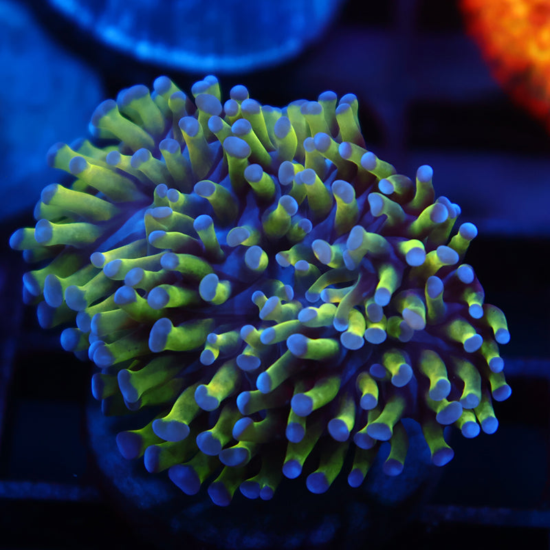 TCK Branching Hammer