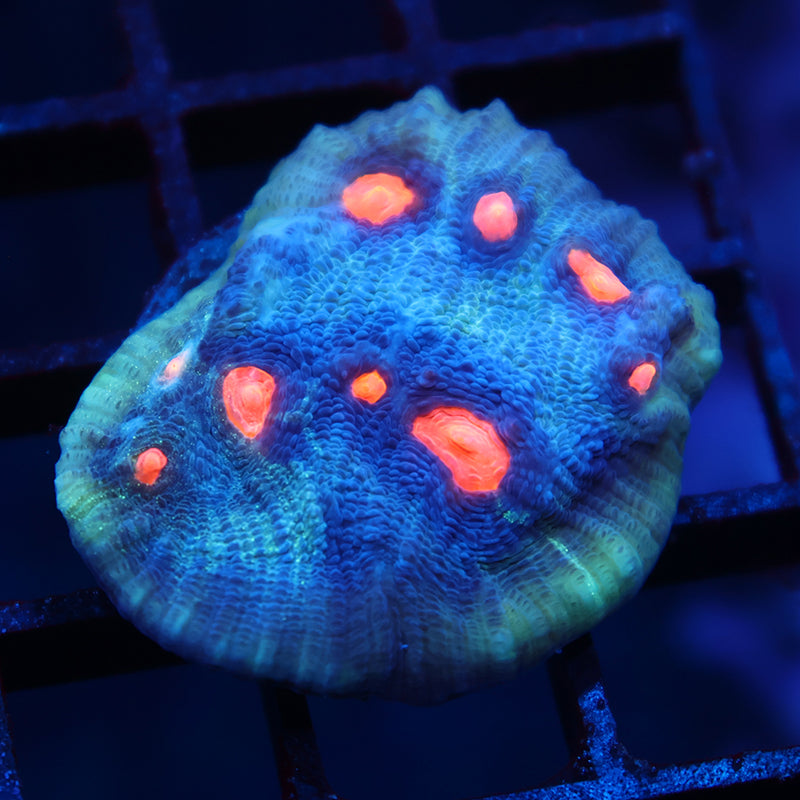 TCK Candy Eye Chalice